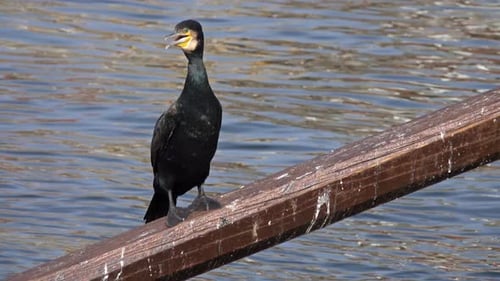 Cormorant Bird Sitting on the Oar