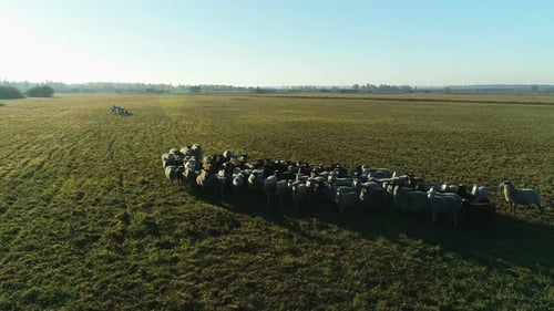 Aerial View of Sheep Flock Grazing in the Farm Field