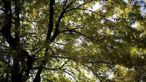 Trees in Autumn