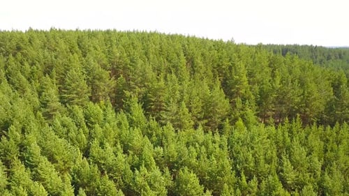 Green Forest Nature