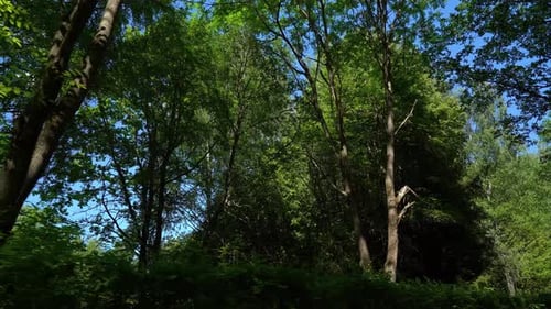 Beautiful trees in the garden