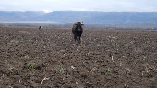 Cattles Grazing on Dirt Field with Mountain Backdrop
