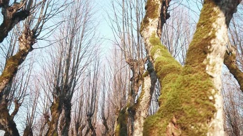 Old Linden Alley, Katvaru Manor Park, Latvia Looks So Ghostly Spoky Like Fairy Tales. Stedicam Shot