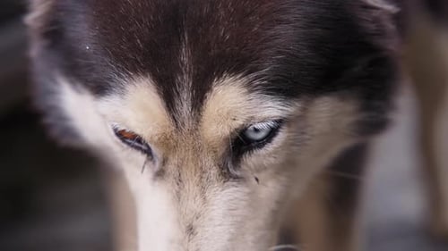 Beautiful street husky dog