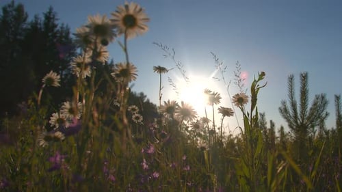 A Field with Sunny Flowers