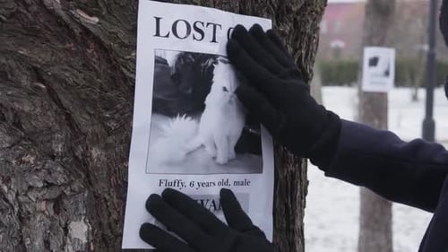 Female Hands in Winter Gloves Hanging Missing Cat Ad on the Tree, Female Pet Owner