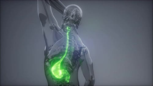 Examen de radiología del estómago humano
