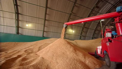 The Grain Cleaning Machine Processes the Grain and Empties It in the Hangar