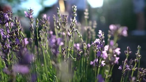 Lavendel