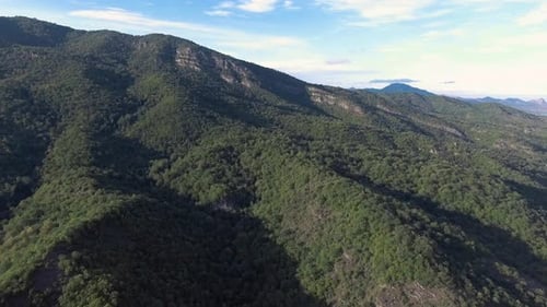 Fly Over Forest