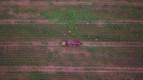 Absteigende Luftaufnahme von Arbeitern auf dem Feld, die frischen Mais pflücken, wobei ein Traktor einen Maiswagen