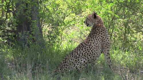 Cheetah Resting Near Tree in Natural Habitat