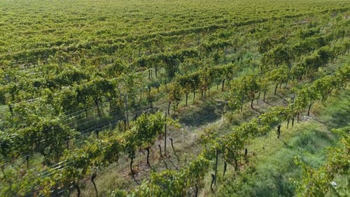 Aerial View of the Vineyards Fields