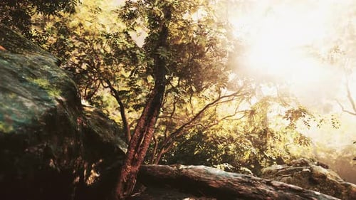 Sunshine in a Tropical Forest