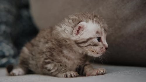 Cute Striped Kitten Meows on Gray Couch