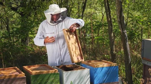 Beekeeper working to collect honey. Organic beekeeping