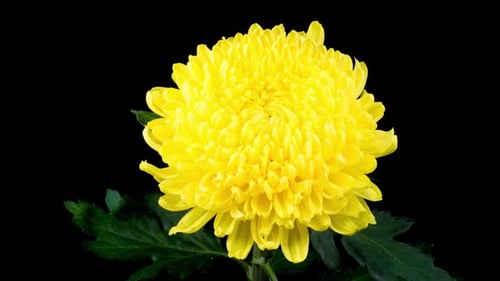 Bright Yellow Chrysanthemum Bloom Close Up