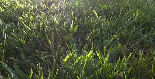 Gras an der Sonne - 06
