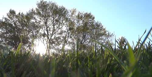 Gras an der Sonne - 08