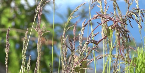 Tall Grass Swaying Gently in the Breeze