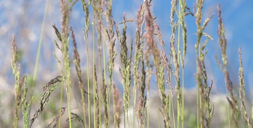 Grass Blades Swaying Gently
