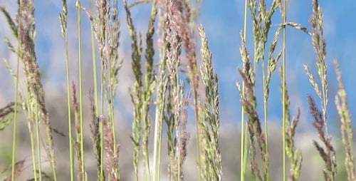 Grassy Meadow Under a Blue Sky