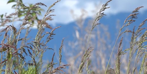 Tall Grass Swaying in the Breeze