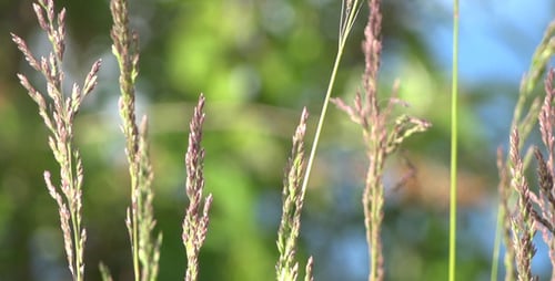 Grasses Swaying Gently in Outdoor Daytime Close-Up