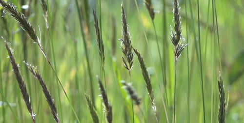 Grass Stalks Swaying in Sunlight