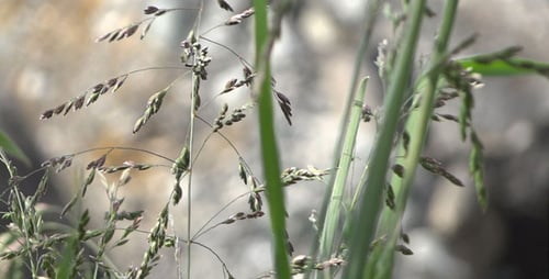 Green Grass Swaying Gently in the Breeze