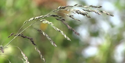 Grass Blowing in the Wind in Nature