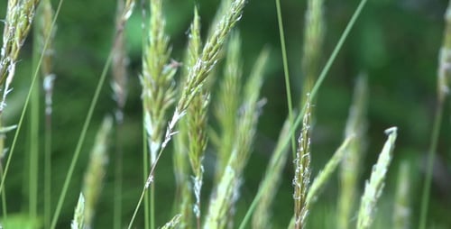 L'herbe au vent - 09