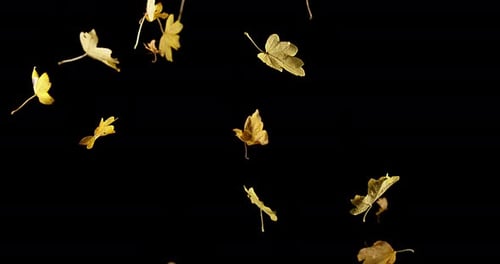 Falling Golden Leaves Against Black Background