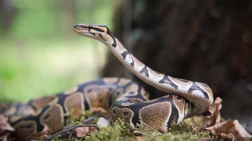 Le Boa Constrictor leva la tête