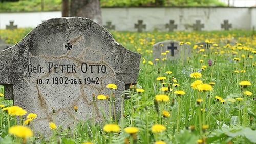 Old Graveyard with Tombstones and Yellow Flowers