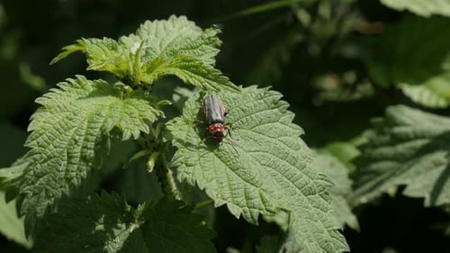 Common glow-worm beetle on nettle plant close-up 4K 2160p 30fps UltraHD footage - Lampyris noctiluca