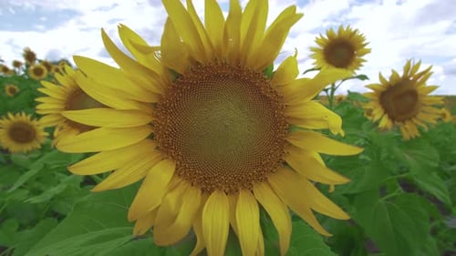 Blumen Sonnenblume gegen den Himmel, Sonnenblume schwankt im Wind