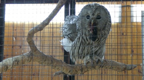 Striking Owl Perched on Branch in Cage