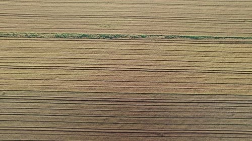 Wheat Field Top View