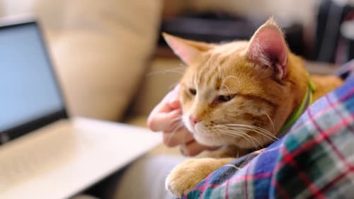 Ginger Tabby Cat Enjoys Being Stroked Indoors