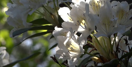 Weiße Blumen - Azalee - Rhododendron - 06