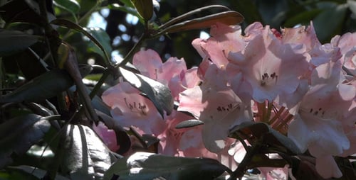 Gentle Pink Flowers Blooming in Natural Light