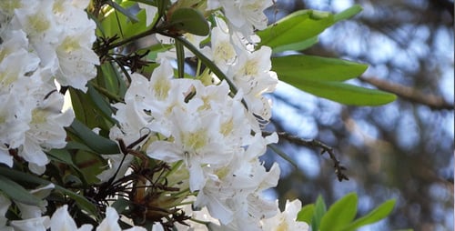 White Rhododendron Flowers Blooming in Spring