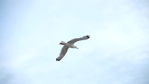 Seagull Soaring Gracefully in the Open Sky
