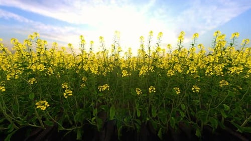 Ölraps unter blauem Himmel