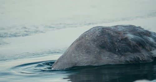 Mute Swan Dunk His Head Underwater Beside The Riverbank During Winter Season In The Netherlands. cl