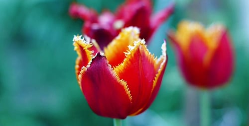Close-up of Red and Yellow Spring Tulips
