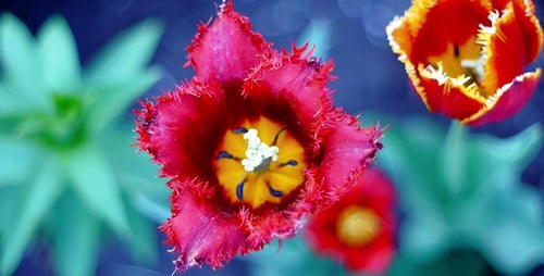 Blooming Fringed Tulips in a Spring Garden
