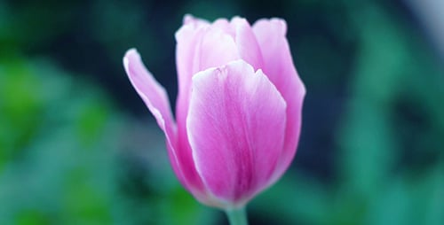 Close Up of Unopened Pink Tulip in Garden