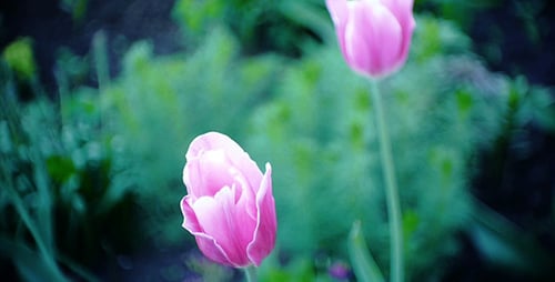 Pink Tulips Bloom in the Garden